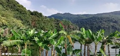 香蕉视频免费 - 自然风光短视频