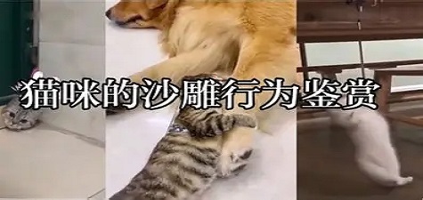 香蕉视频免费 - 萌宠日常分享